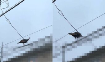 街中に現れた七面鳥。目撃されたその場所にビックリ！！【アメリカ・動画】