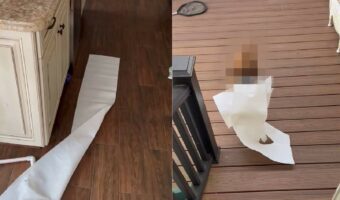 床に散乱したペーパータオルの残骸。そこでウッドデッキに目をやると・・、尻尾をピコピコと横に振るかわいい犯人の姿が!!【アメリカ・動画】