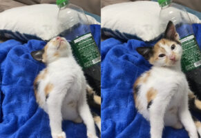 うつらうつらとしている子猫。おネムらしく体がどんどん後ろに倒れていっていき・・、頭がカクンっとなっています！！【海外・動画】