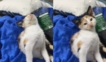 うつらうつらとしている子猫。おネムらしく体がどんどん後ろに倒れていっていき・・、頭がカクンっとなっています!!【海外・動画】