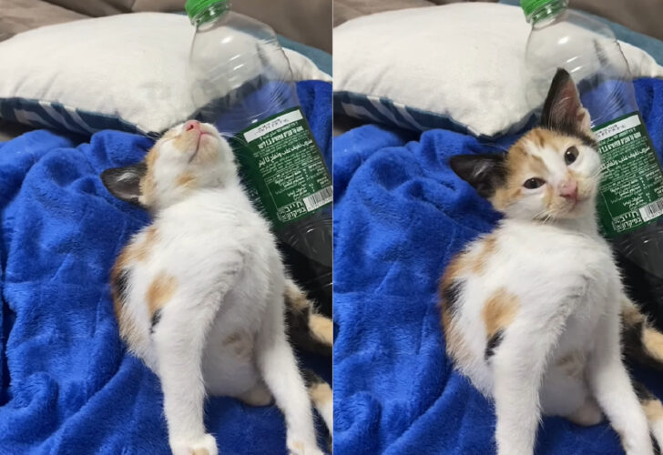 うつらうつらとしている子猫。おネムらしく体がどんどん後ろに倒れていっていき・・、頭がカクンっとなっています！！【海外・動画】