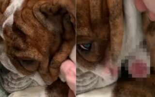 お昼寝中の愛犬。気持ちよさそうにお昼寝しているところを失礼してほっぺを持ち上げさせてもらうと・・あらビックリ！！【アメリカ・動画】