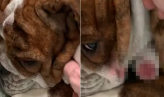 お昼寝中の愛犬。気持ちよさそうにお昼寝しているところを失礼してほっぺを持ち上げさせてもらうと・・あらビックリ!!【アメリカ・動画】