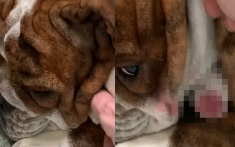 お昼寝中の愛犬。気持ちよさそうにお昼寝しているところを失礼してほっぺを持ち上げさせてもらうと・・あらビックリ！！【アメリカ・動画】