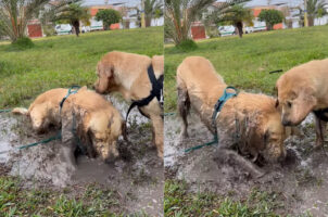 水たまりを見つけた子犬は大はしゃぎ！！泥の中に入ってバシャバシャ！水たまりをホリホリ！！そんな風に遊んでいた結果・・【海外・動画】