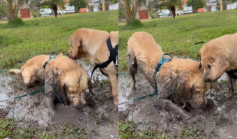 水たまりを見つけた子犬は大はしゃぎ!!泥の中に入ってバシャバシャ!水たまりをホリホリ!!そんな風に遊んでいた結果・・【海外・動画】