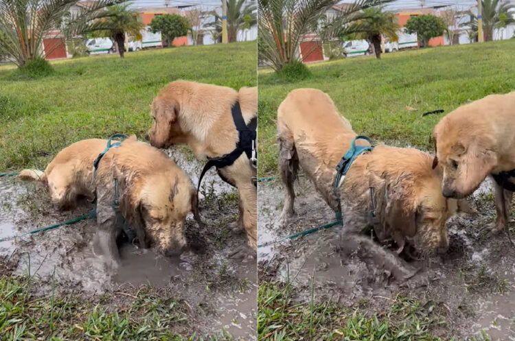 水たまりを見つけた子犬は大はしゃぎ！！泥の中に入ってバシャバシャ！水たまりをホリホリ！！そんな風に遊んでいた結果・・【海外・動画】