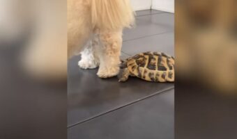 気配を消してこっそり犬の背後に近付くカメ。すると、犬の足を狙ったビックリするイタズラを仕掛けました！！【海外・動画】