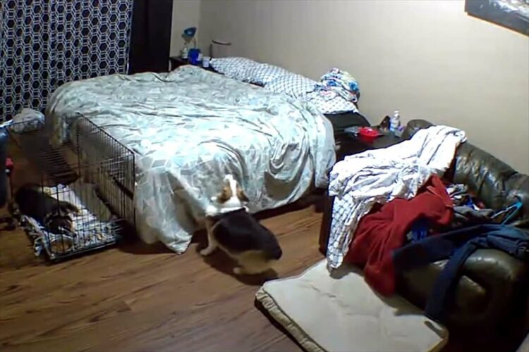 ペットカメラは見た！ベッドの上に行きたいコーギー。ジャンプして飛び乗ろうと何度も挑戦しますが・・・【アメリカ・動画】