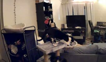 2匹の愛猫が乗ったらバランスを崩したキャットタワー。その時の様子を確認したところ・・、愛犬もビックリ仰天していました!【アメリカ・動画】