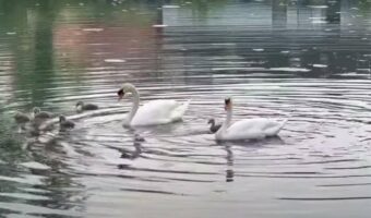 水を潜る白鳥の動きが驚くほどにぴったり!その姿は、アーティスティックスイミングの選手たちのようにシンクロしてる!!【動画】