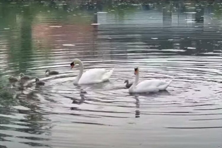 水を潜る白鳥の動きが驚くほどにぴったり！その姿は、アーティスティックスイミングの選手たちのようにシンクロしてる！！【動画】
