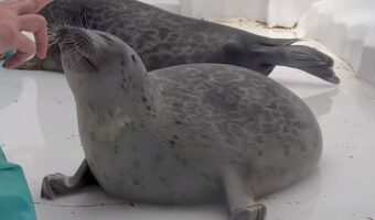 新発見!アザラシの顔って柔らかいんだ!海遊館の人気アザラシ「ミゾレ」が、飼育員さんにむぎゅーっとされる時の顔が話題に!