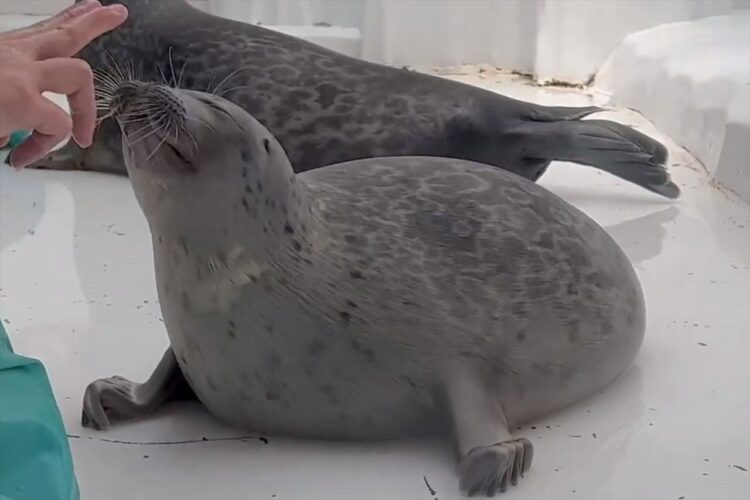 新発見！アザラシの顔って柔らかいんだ！海遊館の人気アザラシ「ミゾレ」が、飼育員さんにむぎゅーっとされる時の顔が話題に！