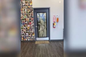 パパさんがお迎えにきてくれて大喜びしている愛犬。ダッシュして来て、何度も高くジャンプしている姿は本当にうれしそう！！【アメリカ・動画】