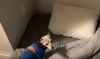 寝る場所へのこだわりの強いチワワ。ペット用のベッドでは眠らず、マットレスに布団と枕を敷いて寝るという徹底ぶりです!!【海外・動画】