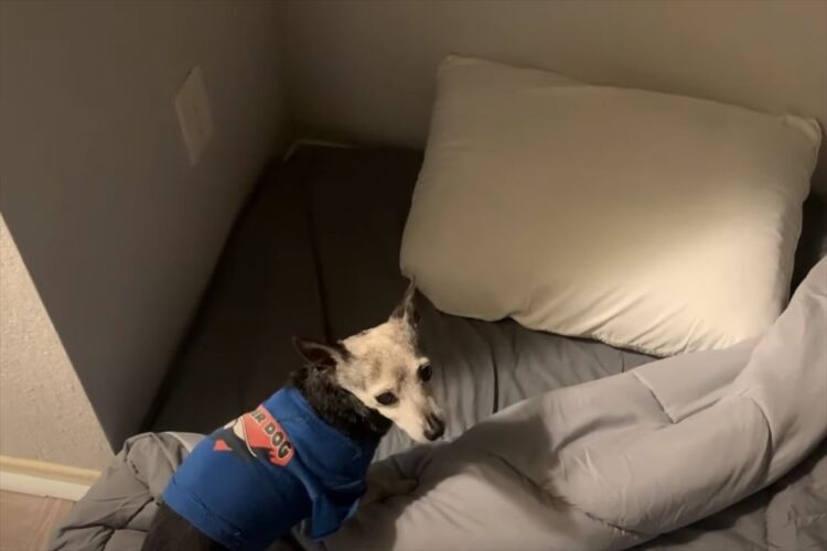 寝る場所へのこだわりの強いチワワ。ペット用のベッドでは眠らず、マットレスに布団と枕を敷いて寝るという徹底ぶりです！！【海外・動画】