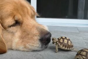 ヨチヨチ歩く小さなカメ。お昼寝中のゴールデンレトリバーに顔を寄せて・・、まるでお鼻でチュ～したみたいなワンシーンが尊い【海外・動画】