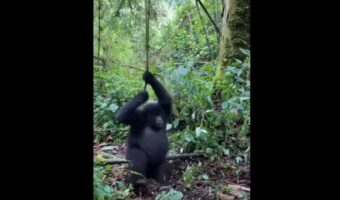 つるにつかまって大回転!ブドウの木のつるにぶら下がるゴリラの赤ちゃん、その姿は大はしゃぎをしているみたい!!【海外・動画】