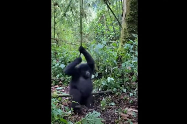 つるにつかまって大回転！ブドウの木のつるにぶら下がるゴリラの赤ちゃん、その姿は大はしゃぎをしているみたい！！【海外・動画】