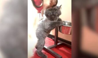 「これは私のニャ」同居犬用の水を飲む猫。犬が水を飲もうと近寄ってくると、猫パンチをお見舞いして追い返してしまいました！！【海外・動画】