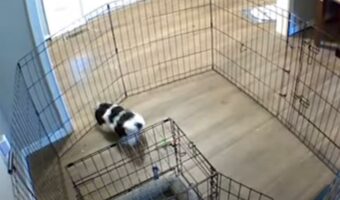 見事な脱出劇!!ペットフェンスに囲まれ、これは抜け出せそうもない・・と思いきや、知恵をはたらかせてこの犬は自由を勝ち取りました【動画】