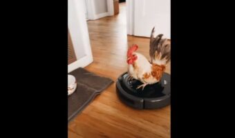 ロボット掃除機を優雅に乗りこなすニワトリ。ドアにぶつかり方向転換したって、頭を前後に振る余裕があります!!【アメリカ・動画】