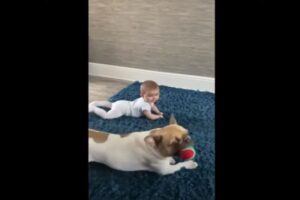 「こうだワン！」赤ちゃんのハイハイの先生は愛犬！？オモチャをくわえた先生は、ハイハイのお手本を何度も見せまてくれます！【海外・動画】