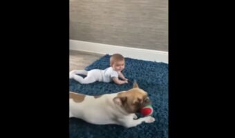 「こうだワン!」赤ちゃんのハイハイの先生は愛犬!?オモチャをくわえた先生は、ハイハイのお手本を何度も見せまてくれます!【海外・動画】