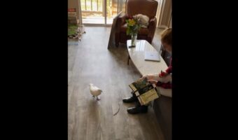 飼い主さんが細く切った紙を忙しそうに集めるハト。何をしているのかと思ったら・・・【アメリカ・動画】