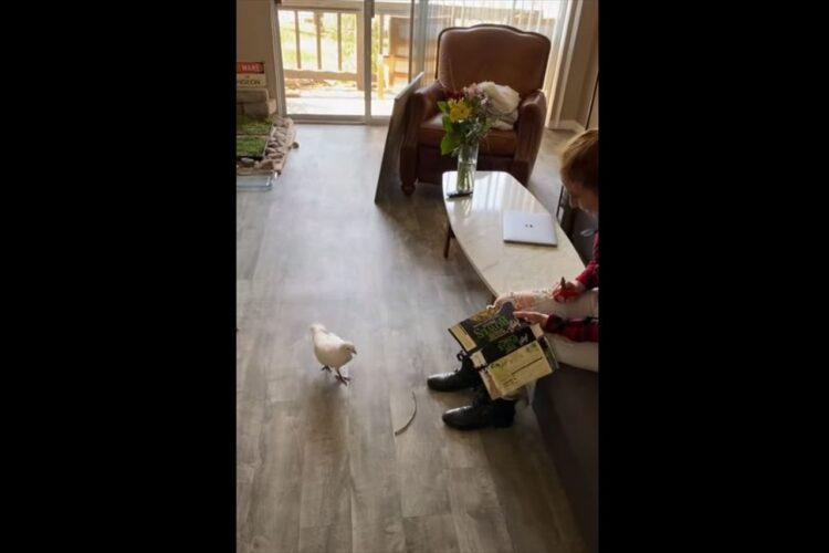 飼い主さんが細く切った紙を忙しそうに集めるハト。何をしているのかと思ったら・・・【アメリカ・動画】