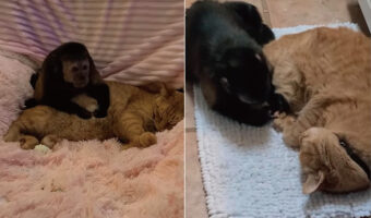 猫とオマキザルはベストフレンド!そばに寄り添い、のんびり一緒の時間を過ごしている姿がなんだか尊い【アメリカ・動画】