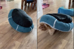 自宅のリビングに回転する円盤があらわれた！！グルグル回るこの円盤の正体は一体・・・？！【海外・動画】