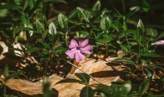 ニチニチソウの花言葉は?その名前の由来は花の咲く様子にあった