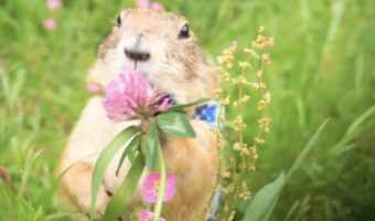 プレーリードッグにアカツメクサを献上したら・・、全身で「好きじゃない」アピールをされました!そのコミカルな反応に大反響【Twitter・動画】