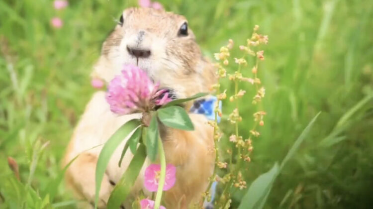 プレーリードッグにアカツメクサを献上したら・・、全身で「好きじゃない」アピールをされました！そのコミカルな反応に大反響【Twitter・動画】