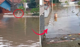 洪水に巻き込まれ、犬が立ち往生している!首までつかる水位がある中、男性がこの犬を助けるため勇気ある行動を取りました!!【海外・動画】