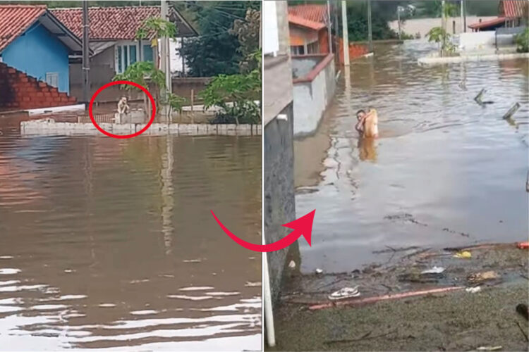 洪水に巻き込まれ、犬が立ち往生している！首までつかる水位がある中、男性がこの犬を助けるため勇気ある行動を取りました！！【海外・動画】
