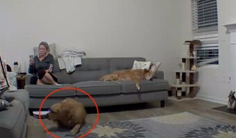 愛犬にまさか過ぎる異変が発生!何が起きたのかと思ったら・・・、便利な『あの家電』がとんでもないトラブルを呼びました!!【アメリカ・動画】