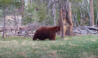 もしかして、背中がかゆかった？？背中を木にこすりつけるクマ。その動きはまるで踊っているみたい【海外・動画】