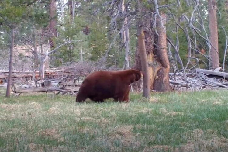 もしかして、背中がかゆかった？？背中を木にこすりつけるクマ。その動きはまるで踊っているみたい【海外・動画】