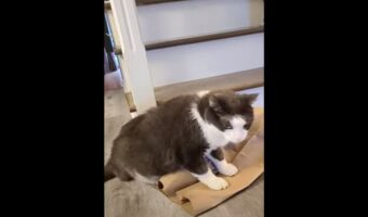 猫が乗っかっている紙袋。ところが、その紙袋はゴソゴソと蠢いていて・・。その理由にビックリ!!【動画】