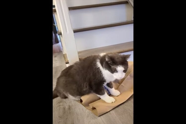 猫が乗っかっている紙袋。ところが、その紙袋はゴソゴソと蠢いていて・・。その理由にビックリ！！【動画】