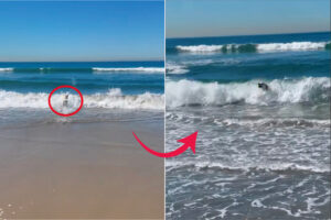 ラブラドールレトリバーはビーチの人気者！海へボールを拾いに行くと・・、なんとボディーサーフィンで戻ってきました！！【アメリカ・動画】