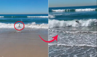 ラブラドールレトリバーはビーチの人気者!海へボールを拾いに行くと・・、なんとボディーサーフィンで戻ってきました!!【アメリカ・動画】