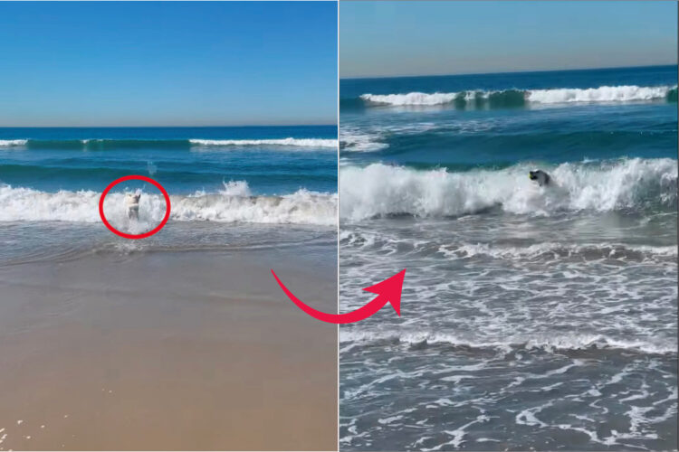 ラブラドールレトリバーはビーチの人気者！海へボールを拾いに行くと・・、なんとボディーサーフィンで戻ってきました！！【アメリカ・動画】