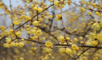 蝋梅(ロウバイ)の名前は蝋細工のような梅だから?その花言葉は?