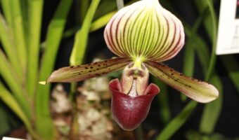 洋ランの仲間「シンビジウム」、その花言葉は？その名前は船に似た花弁から来た？！