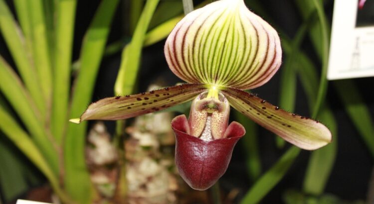 洋ランの仲間「シンビジウム」、その花言葉は？その名前は船に似た花弁から来た？！