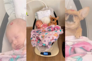 赤ちゃんが眠る電動バウンサーの中に潜り込んだ愛犬。ふたりで仲良く並んで見せてくれた寝顔が尊い【海外・動画】